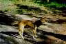 Ein Dingo auf Fraser Island...