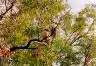 Zwei weitere Einheimische: Kookaburras