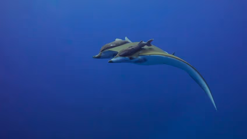 Sichelflossen-Mobula vor St. Helena