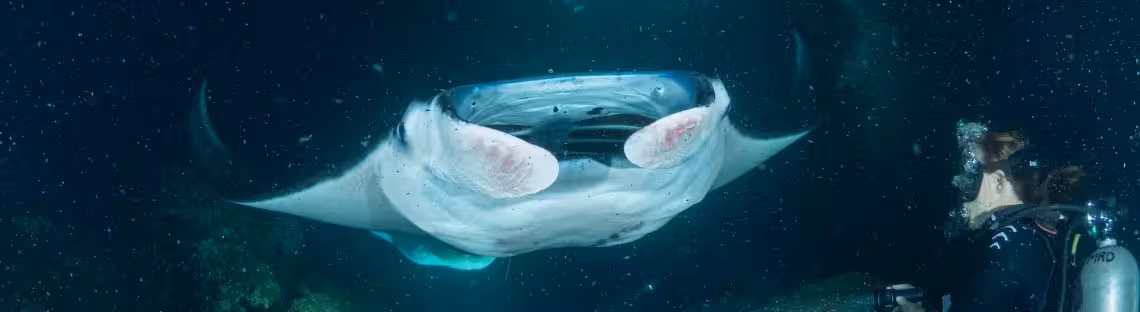 Manta bei Nacht vor Kona, Hawaii
