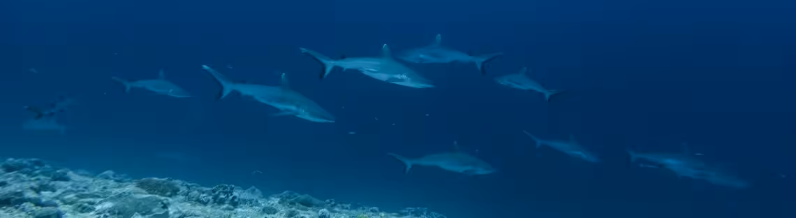 Graue Riffhaie im Viligili Kandu, Malediven