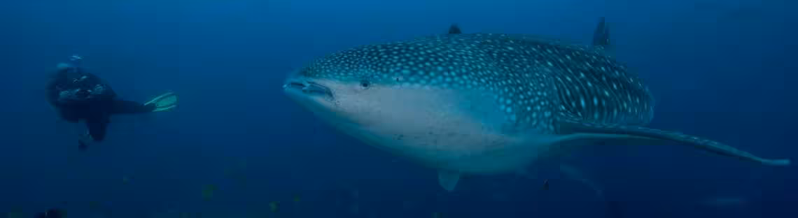 Walhai mit Taucher vor Malpelo