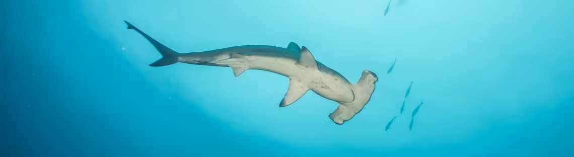Hammerhai von unten
