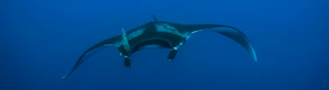 Manta-Rochen vor San Benedicto