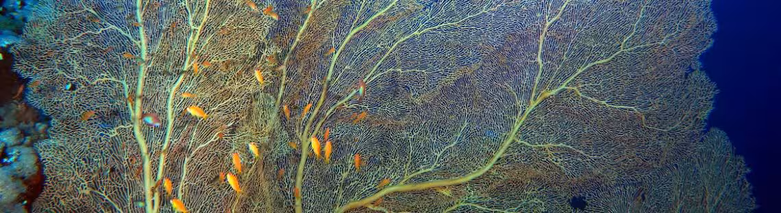 Fächerkoralle