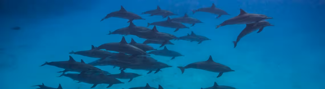 Spinner-Delfine am Sataya-Riff