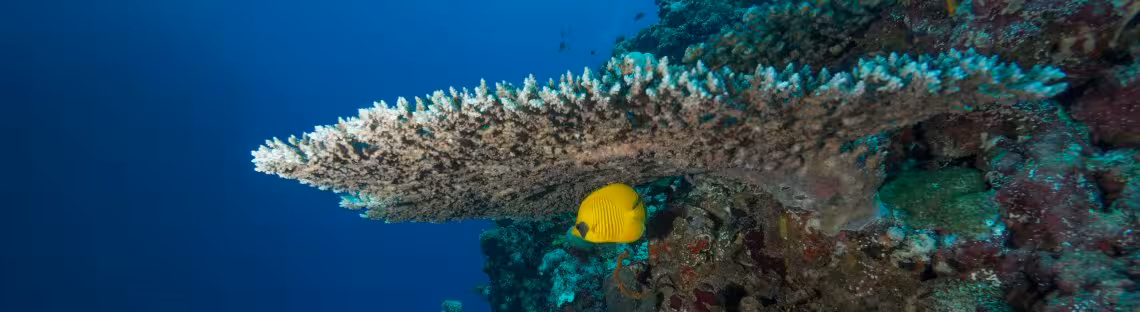 Maskenfalterfisch unter Tischkoralle, Farasan Banks