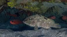 Den Felsen-Zackenbarsch (Epinephelus adscensionis) findet man dagegen auch im Westatlantik vor den USA und Brasilien, wobei ich geschworen hätte, ihn auch schon im Pazifik gesehen zu haben, wo er aber nicht heimisch ist.