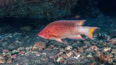 Beim Schweinslippfisch "Bodianus insularis" ist das Insel-Dasein sogar im wissenschaftlichen Namen verankert, wobei er den gesamten Atlantik von Fernando de Noronha im Westen bis nach São Tomé im Osten abdeckt. Im Süden reicht sein Verbreitungsgebiet bis Tristan da Cunha.