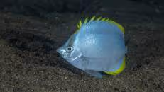 Etwas schläfrig torkelt ein St.-Helena-Falterfisch über den Sand.