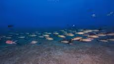 Eine riesige Schule Gelber Meerbarben (Mulloidichthys martinicus) streift über den Meeresboden, ...