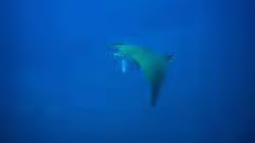 ... während im Blauwasser wieder ein Mobula nach unserer Aufmerksamkeit verlangt.