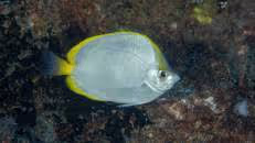 Der St.-Helena-Falterfisch (Chaetodon sanctaehelenae) wird von den Einheimischen auch als "Cunning Fish" (hinterlistig, gerissen) bezeichnet, da er ein meisterhafter Köderdieb ist. Die Fischer beobachten oft, dass er den Köder ganz vorsichtig und geschickt vom Angelhaken knabbert, ohne dabei den Haken selbst ins Maul zu nehmen. So frisst er sich satt, während der Fischer mit einem leeren Haken dasteht. Wobei ich ja eher die Köder-an-einem-Haken-befestigen-Geschichte hinterlistig finde.