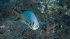 Die Armada von Einheimischen wird fortgesetzt vom St.-Helena-Schwalbenschwänzchen (Chromis sanctaehelenae). Die Einheimischen nennen diesen Riffbarsch auch „Bastard Gregory“ als Unterscheidung zum ...