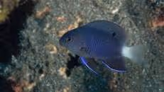 ... „echten“ Gregory, dem St.-Helena-Riffbarsch (Stegastes sanctaehelenae). Dieser ist deutlich bulliger und forscher als das schlanke und zurückhaltende Schwalbenschwänzchen. Das hier abgebildete Jungtier hat zwar schon den typischen schwarzen Fleck auf der Rückenflosse, aber noch eine weiße Schwanzflosse, ...