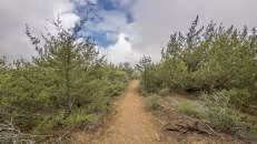 Bei Kilometer 1,8 zweigt der angenehm zu laufende Single Trail zum Lot ab.