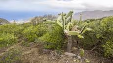Am Wegesrand steht ein Feigenkaktus (Opuntia ficus-indica), der lokal "Tungi" genannt wird.