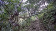 ... am Hang entlang durch den Wald ...
