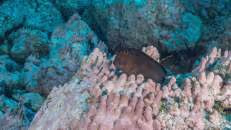Ein Rotlippen-Schleimfisch (Ophioblennius atlanticus) beobachtet von seinem Ausguck aus das Treiben.