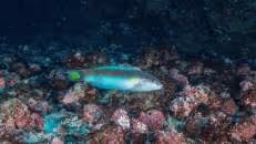 Endlich wieder ein Endemit: Prinzessin-Lippfisch (Thalassoma sanctaehelenae)