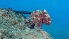 Verliebt ist auch dieser Oktopus und zwar in Jürgens GoPro-Stick.