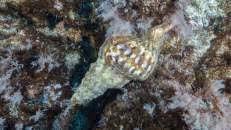 Am Boden liegt ein Atlantisches Tritonhorn (Charonia variegata) herum (oder zumindest sein Gehäuse). Diese große Gehäuseschnecke kann ausgewachsen bis zu 37 cm lang werden.