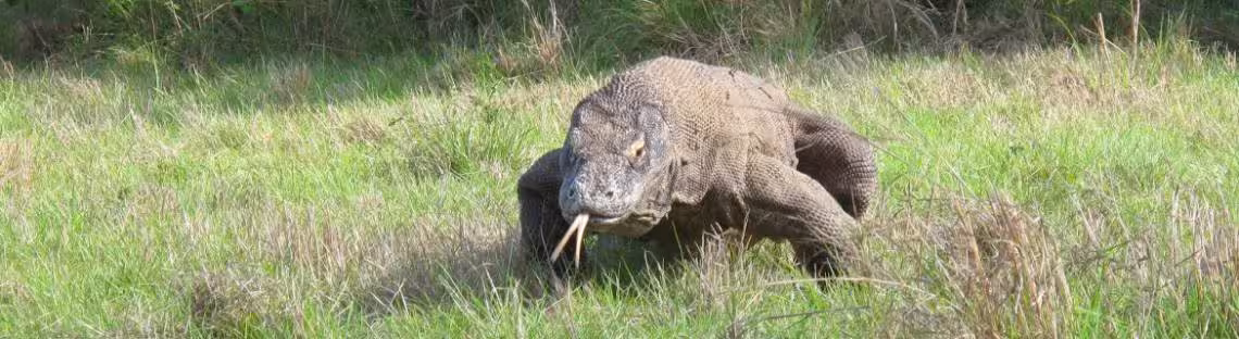 Komodo-Waran