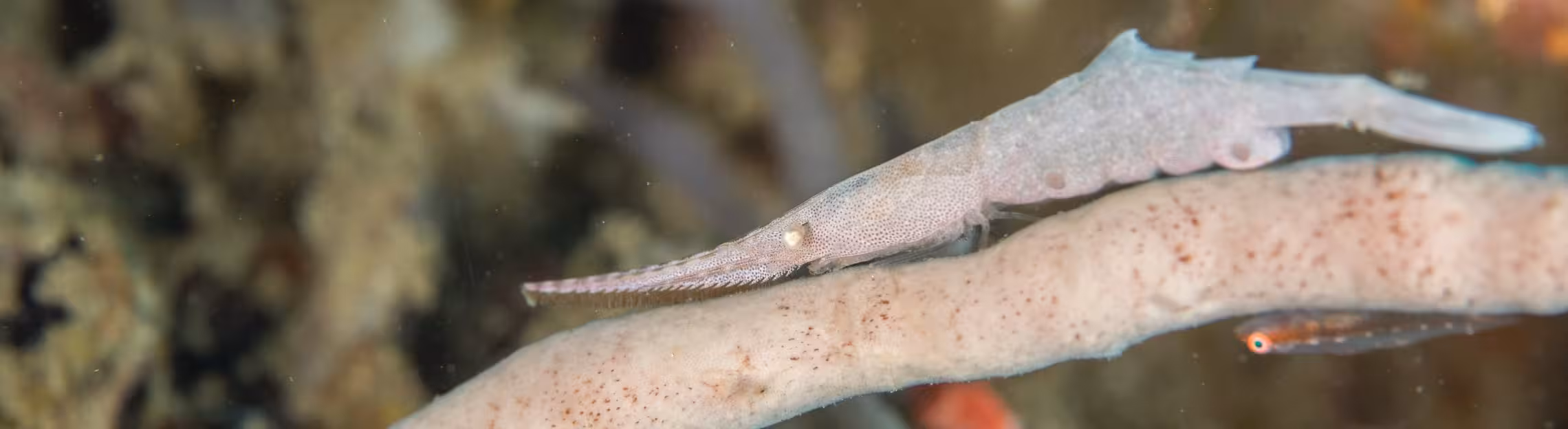 Tozeuma-Garnele in der Lembeh Strait
