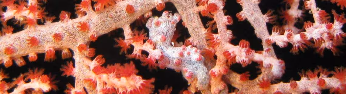 Pygmäenseepferdchen